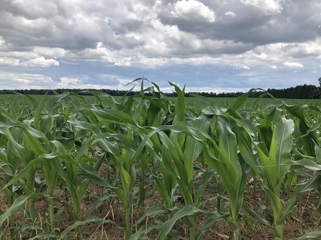 champ de maïs rural photo