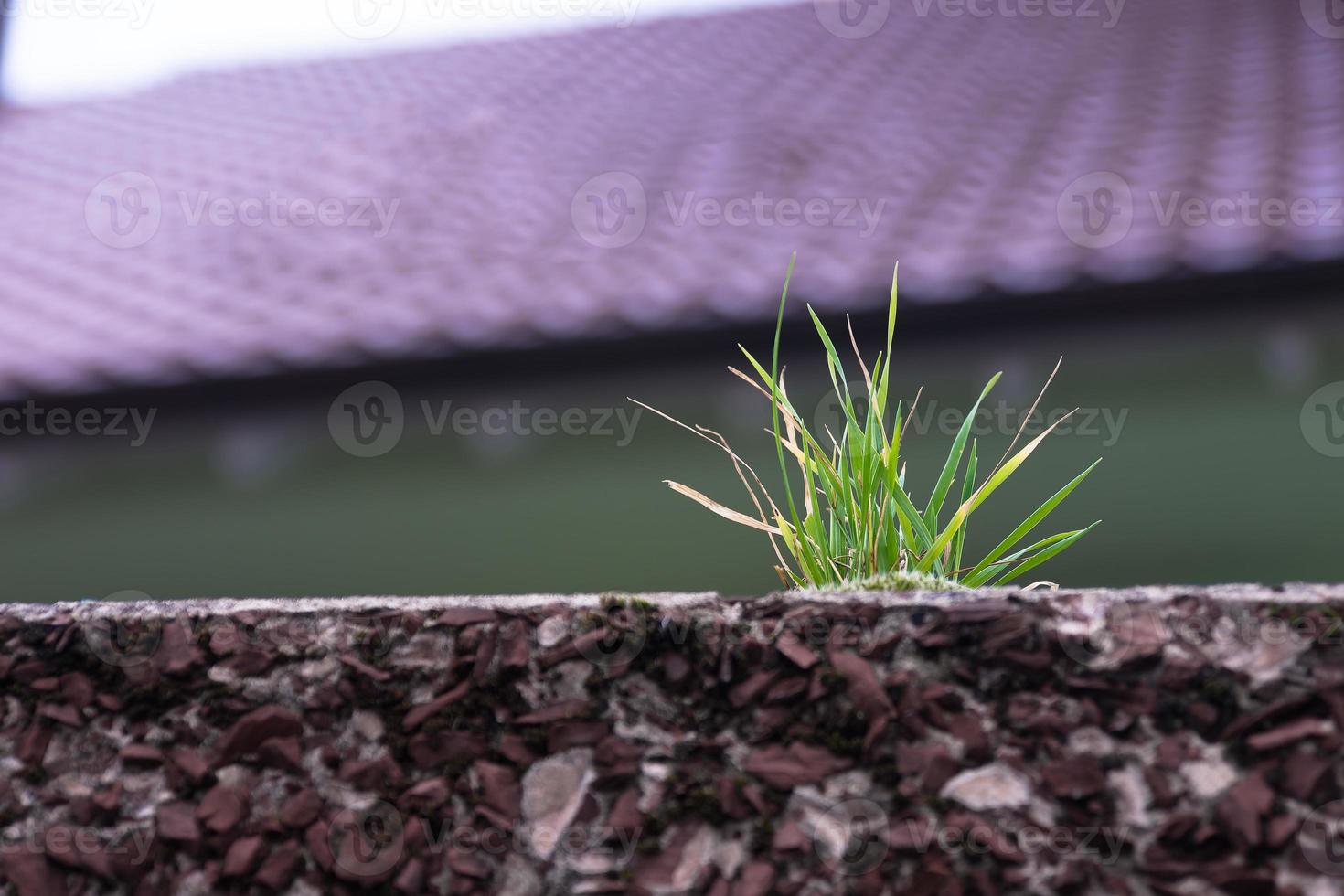 mauvaises herbes sur un mur de pierre dans la ville photo