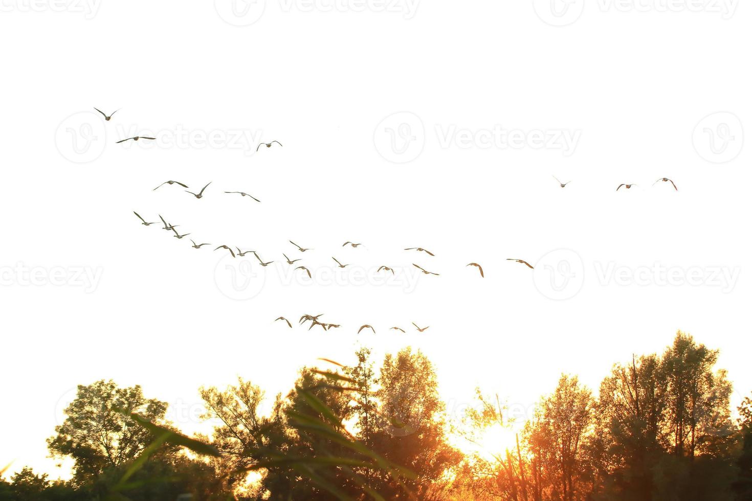 troupeau d'oies sauvages silhouette sur un ciel coucher de soleil photo