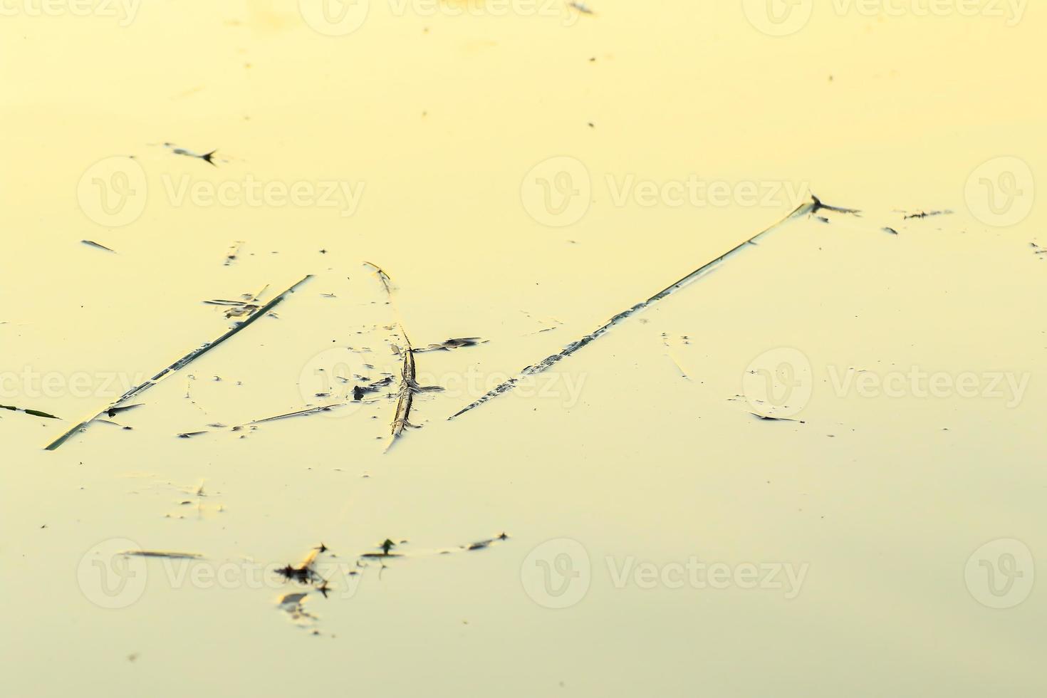 végétation marécageuse au coucher du soleil à l'heure d'or photo