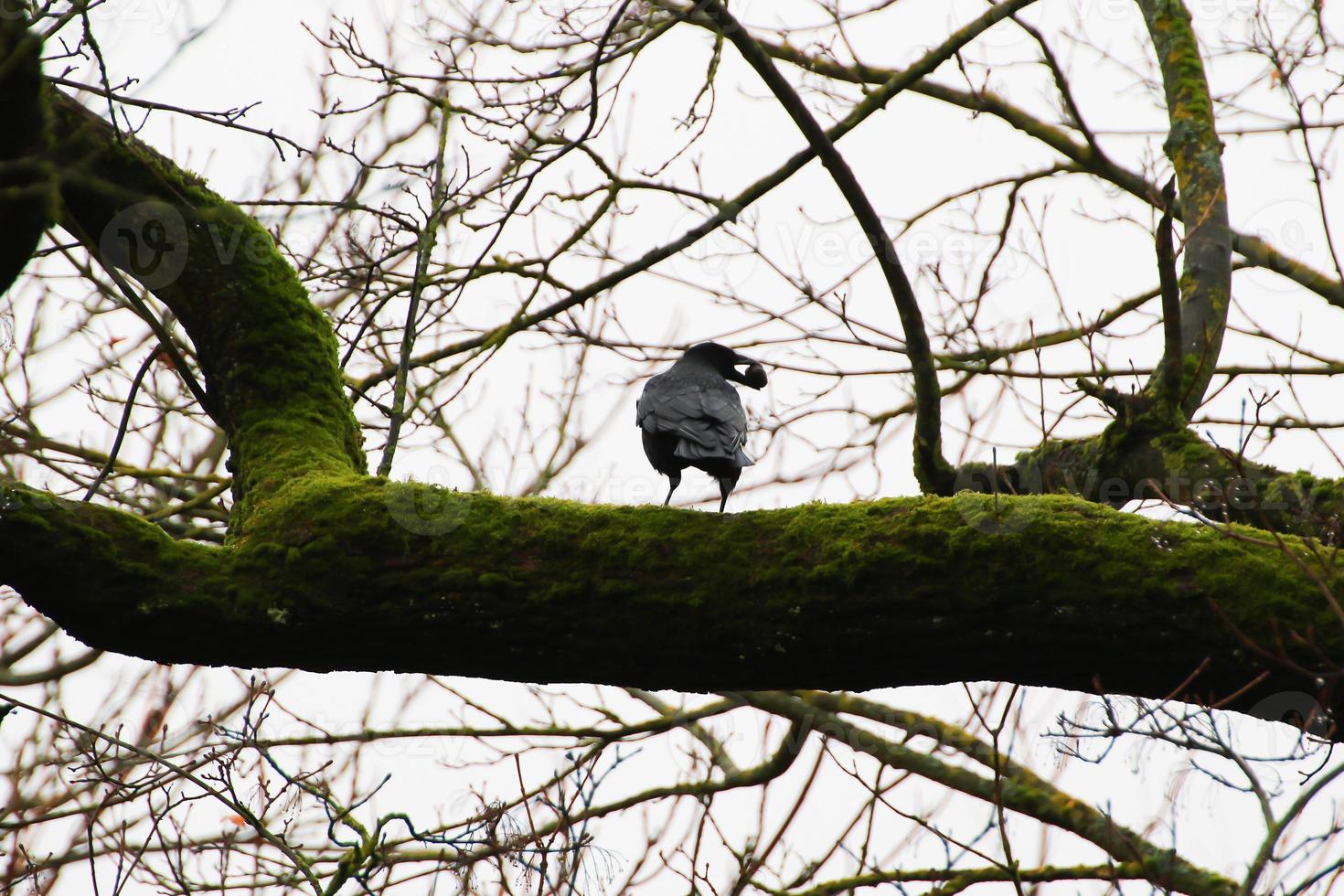 corbeau noir assis sur une branche d'arbre tout en tenant la noix de noyer dans le bec ouvert pendant la saison d'automne photo