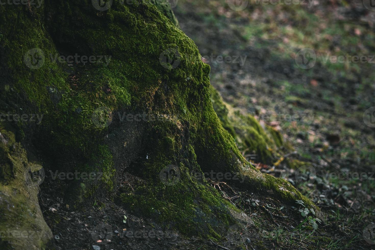 racines d'arbre avec de la mousse verte dans la forêt d'automne photo