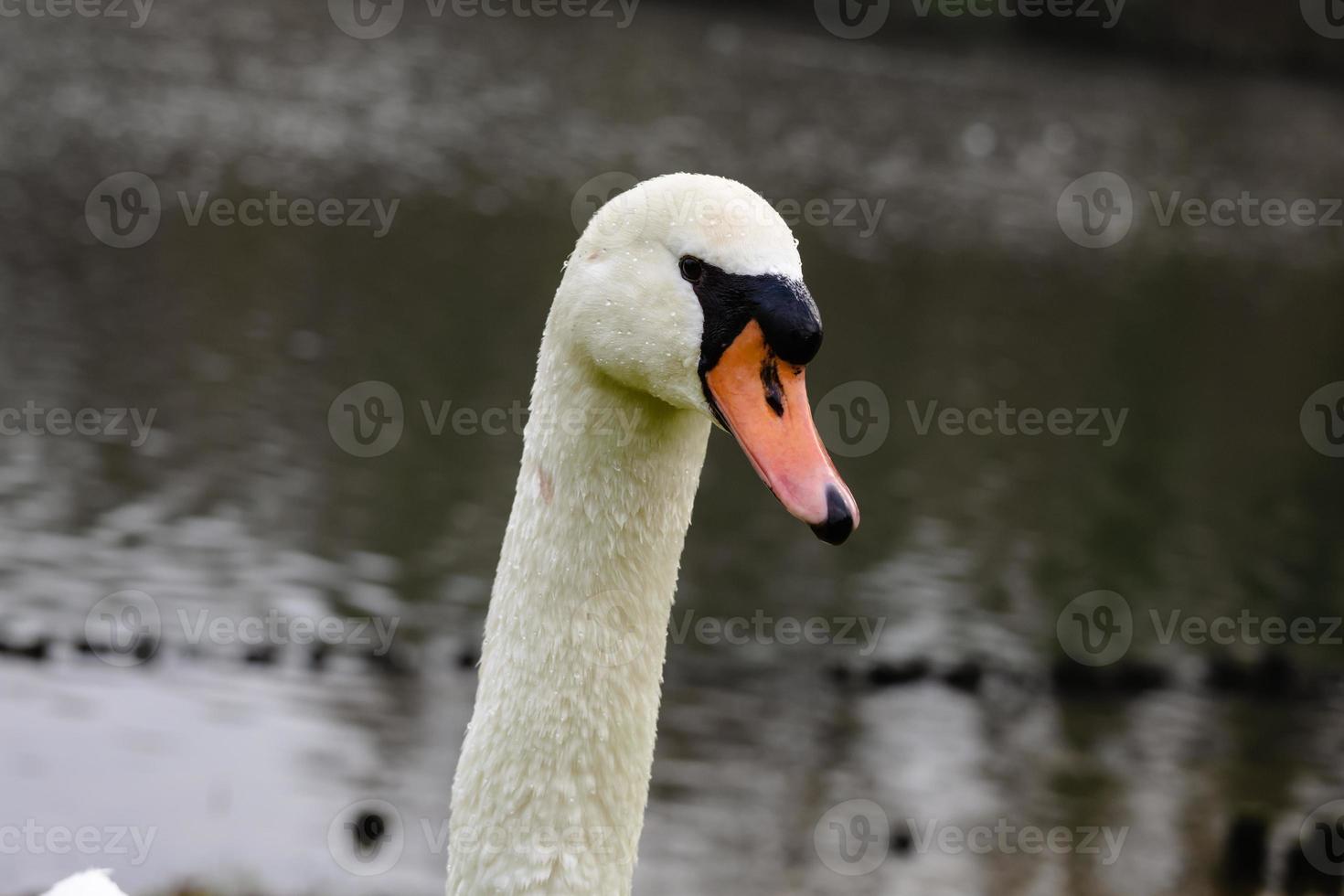 portrait en gros plan d'un beau cygne muet nageant dans la rivière photo