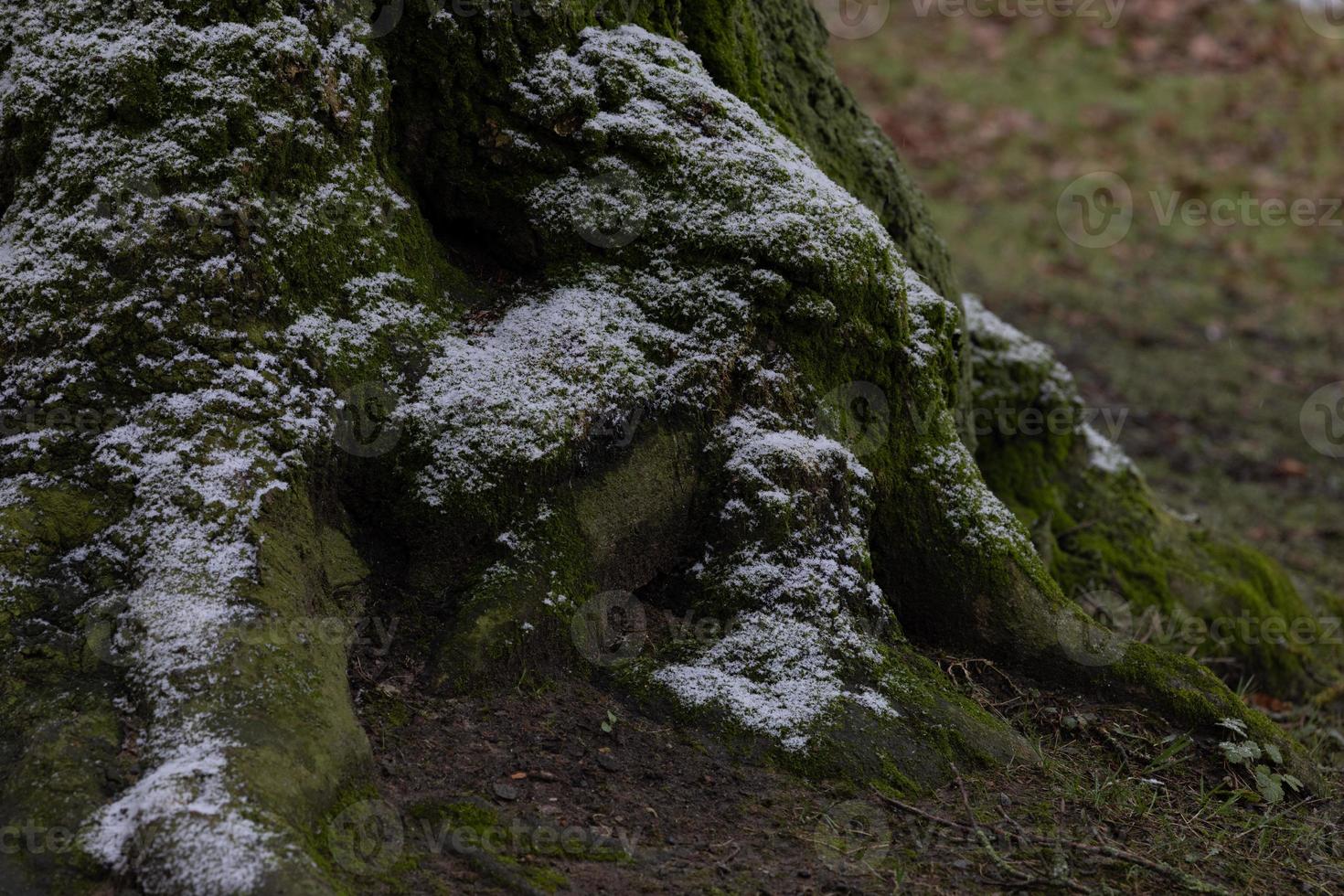 racines d'arbre sous la première neige avec de la mousse verte dans la forêt d'hiver photo