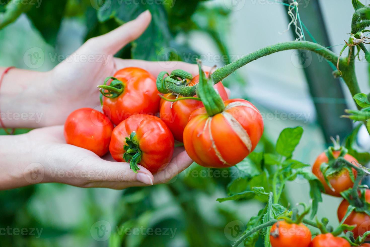 gros plan sur la récolte de concombres et de tomates en serre photo