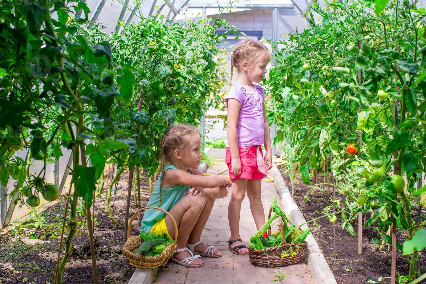 de jolies petites filles ramassent des concombres de culture dans la serre photo