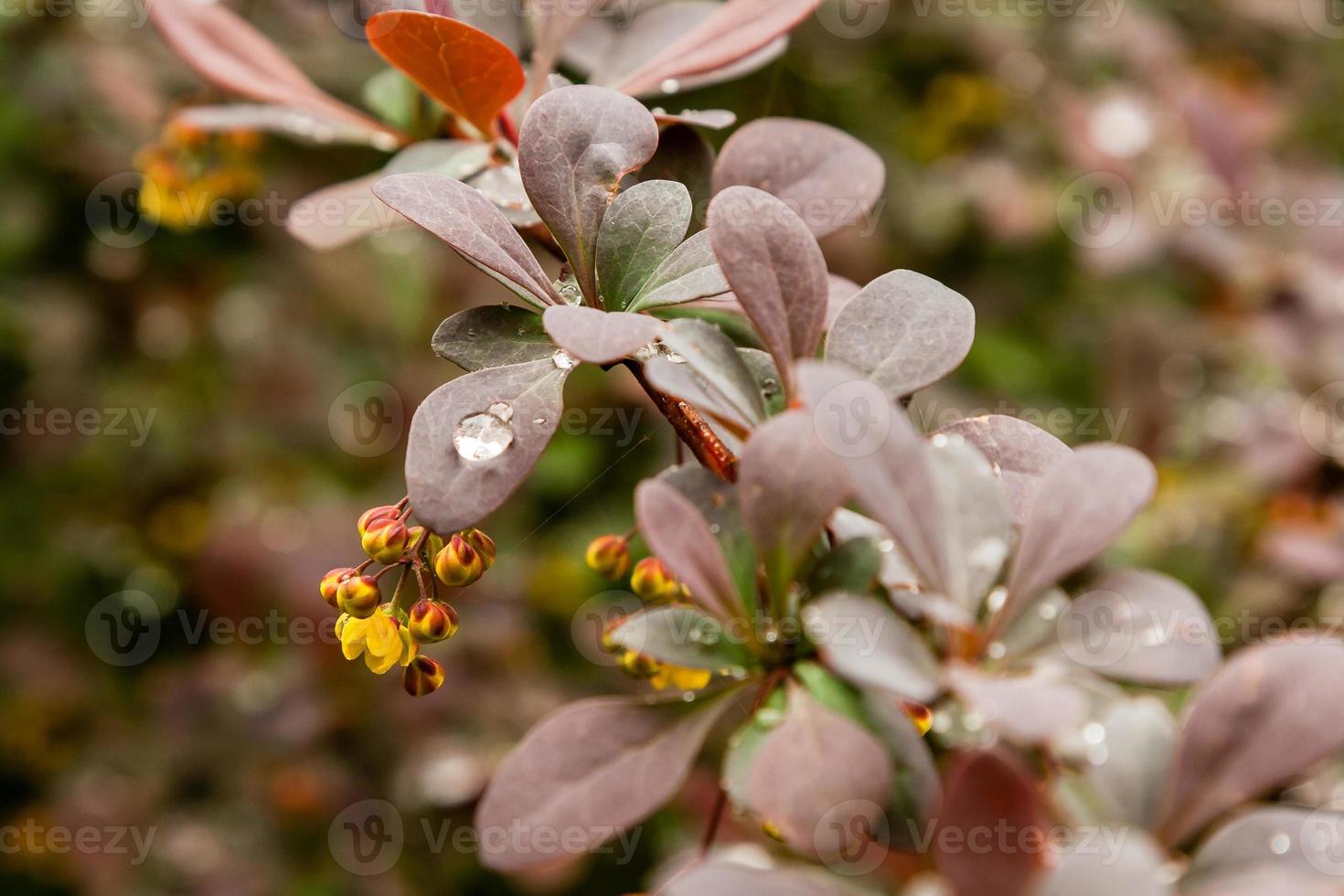 buissons de printemps avec des feuilles sur lesquelles gouttes de pluie photo