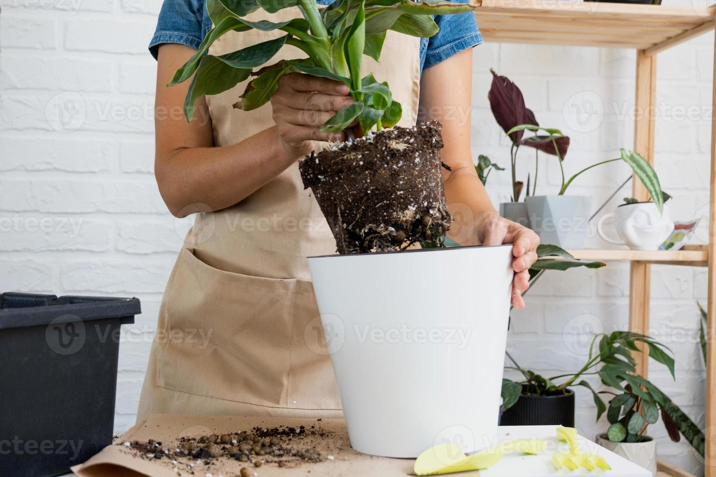 repiquage d'une plante en pot maison bananier musa dans un pot avec arrosage automatique. replanter dans un nouveau sol, mains de femmes s'occupant d'une plante tropicale, passe-temps et environnement photo