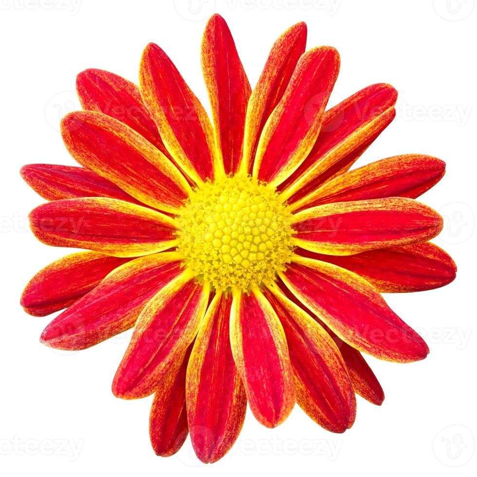 fleur de marguerite de chrysanthèmes rouges isolé sur blanc avec un tracé de détourage photo