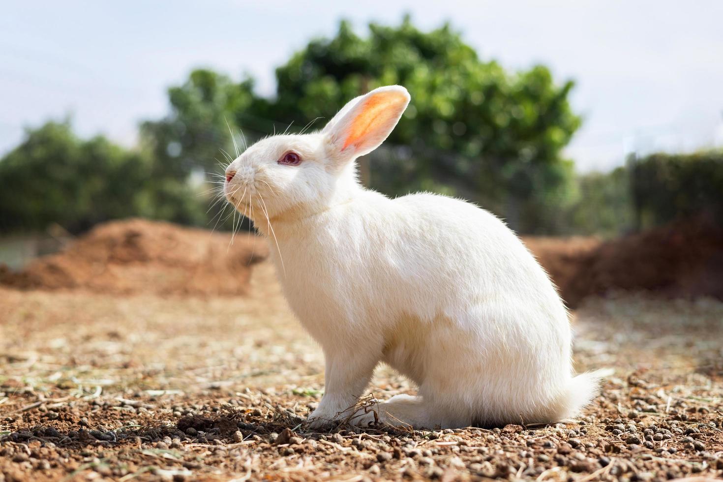 lapin à la ferme et soleil photo