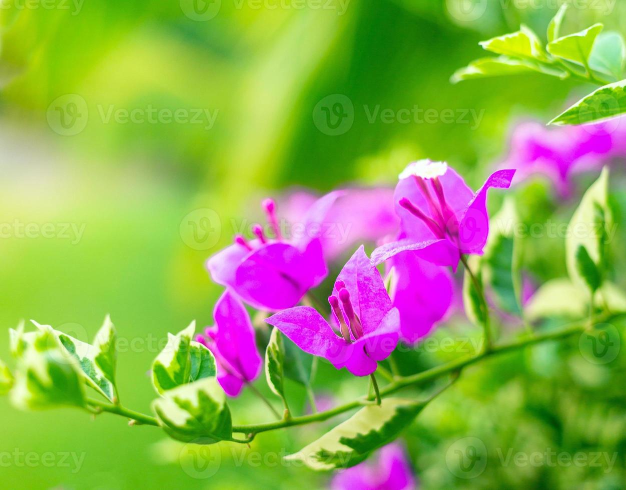 la fleur de bougainvillier pourpre est magnifique sur fond de feuille verte de fleur épanouie. les fleurs de bougainvilliers violets poussent au printemps et la nature prend vie photo