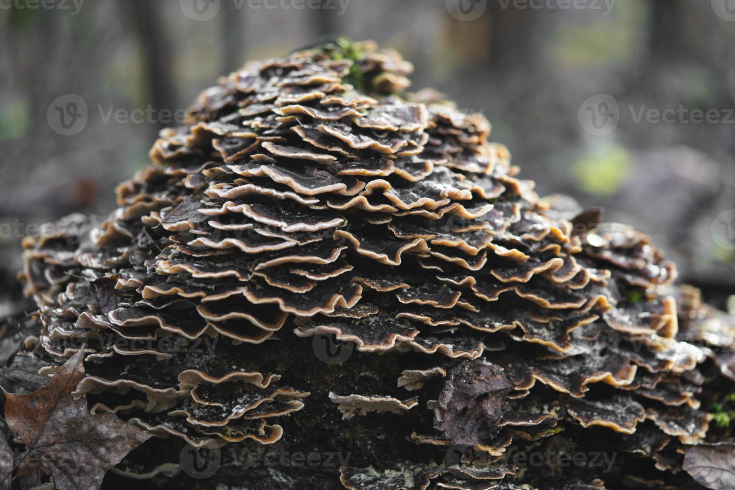 de nombreux champignons parasites qui poussent sur un arbre ou une souche trametes versicolor photo