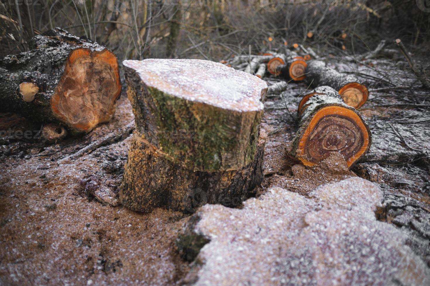 de nombreux arbres coupés dans la forêt pour le bois de chauffage photo