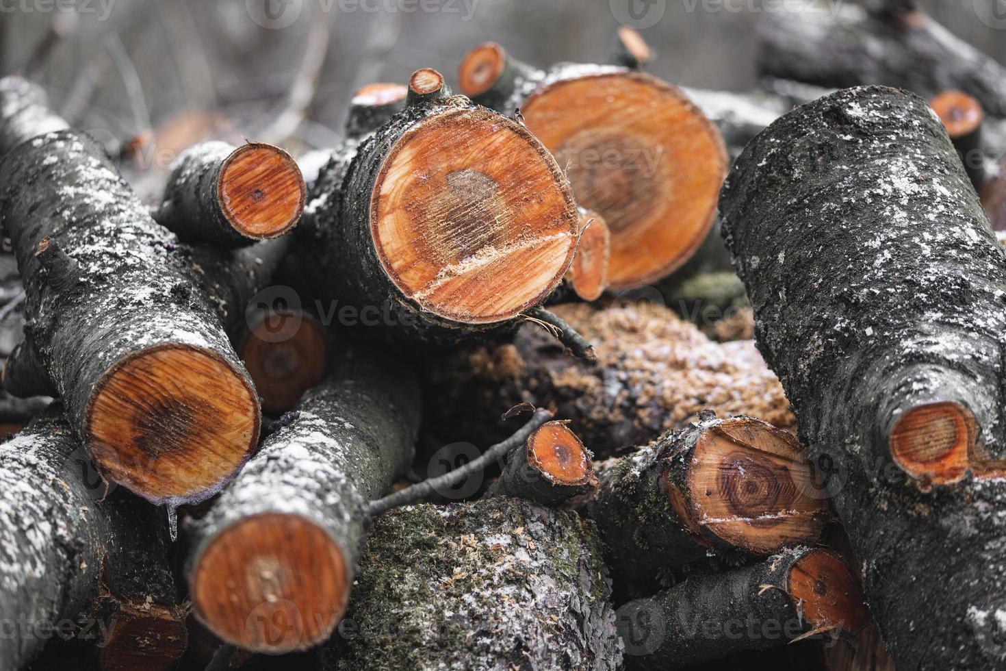 de nombreux arbres coupés dans la forêt pour le bois de chauffage photo