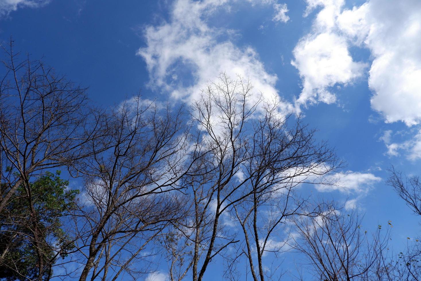 branches d'arbres, ciel bleu et nuages photo