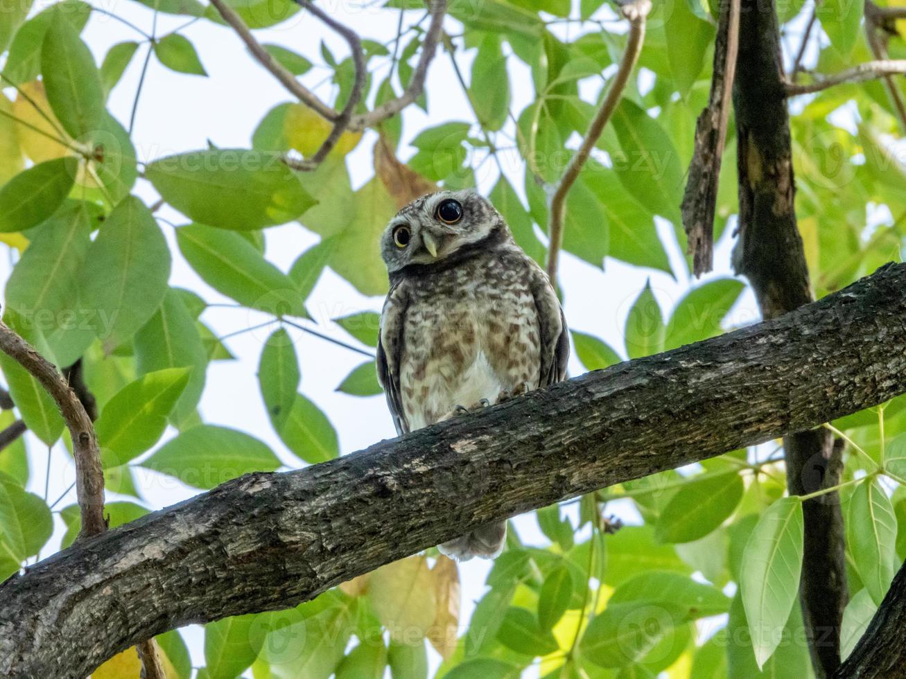 chouette tachetée perchée sur un arbre photo