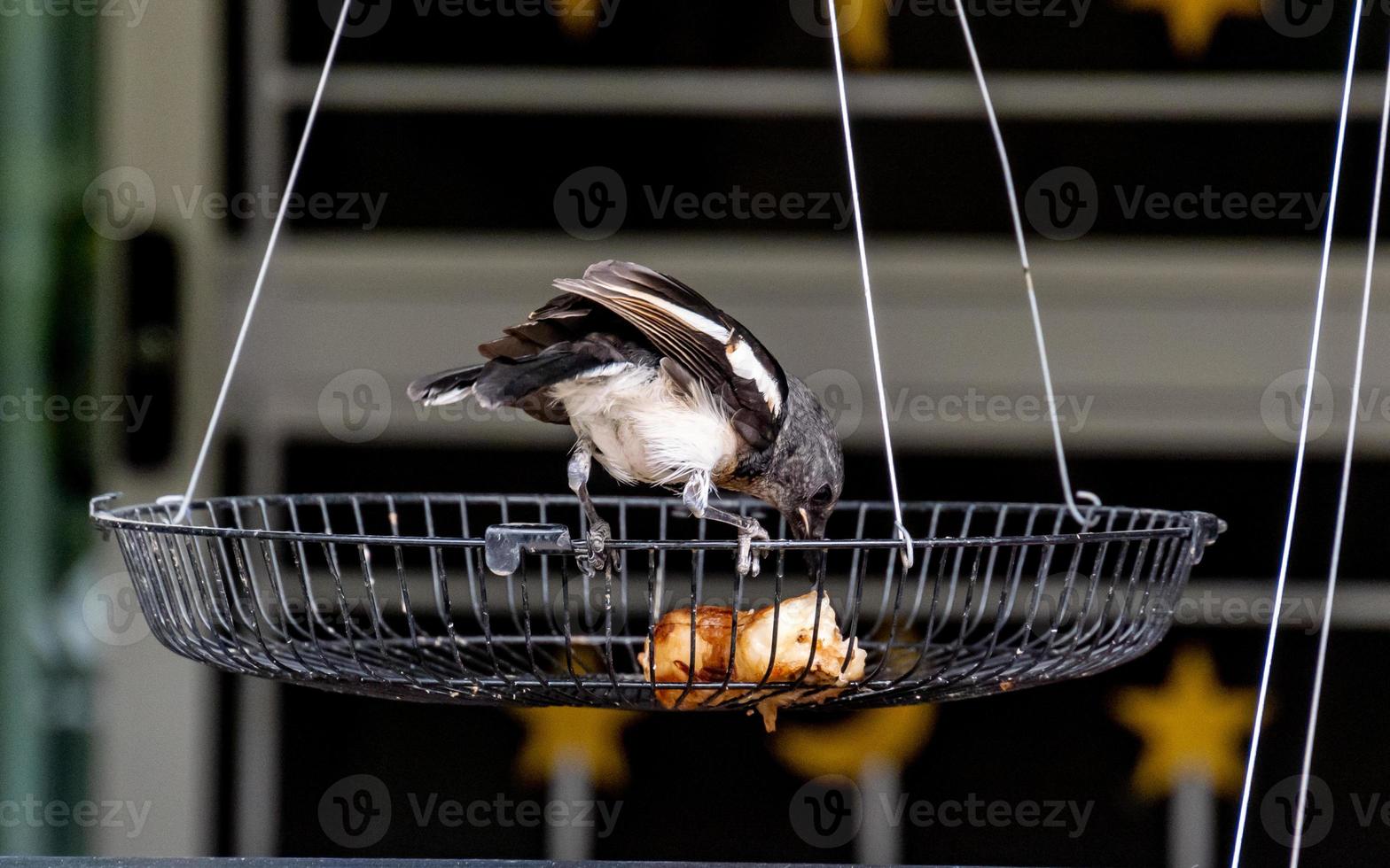 pie orientale robin mangeant de la banane photo