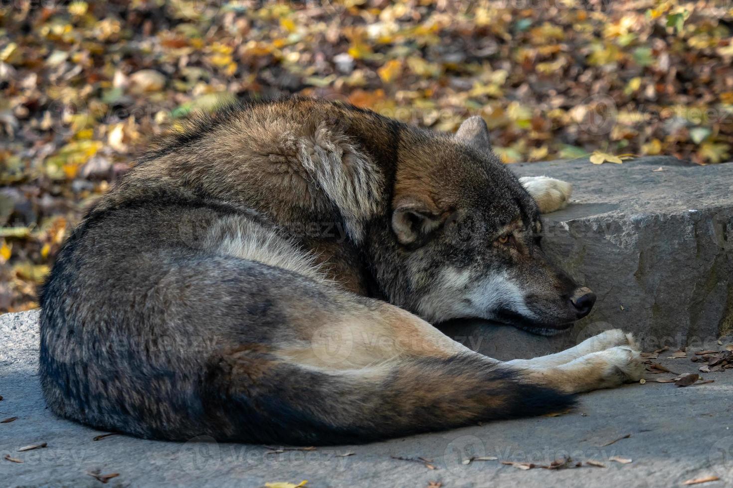 loup gris européen canis lupus lupus mensonge et repos. photo