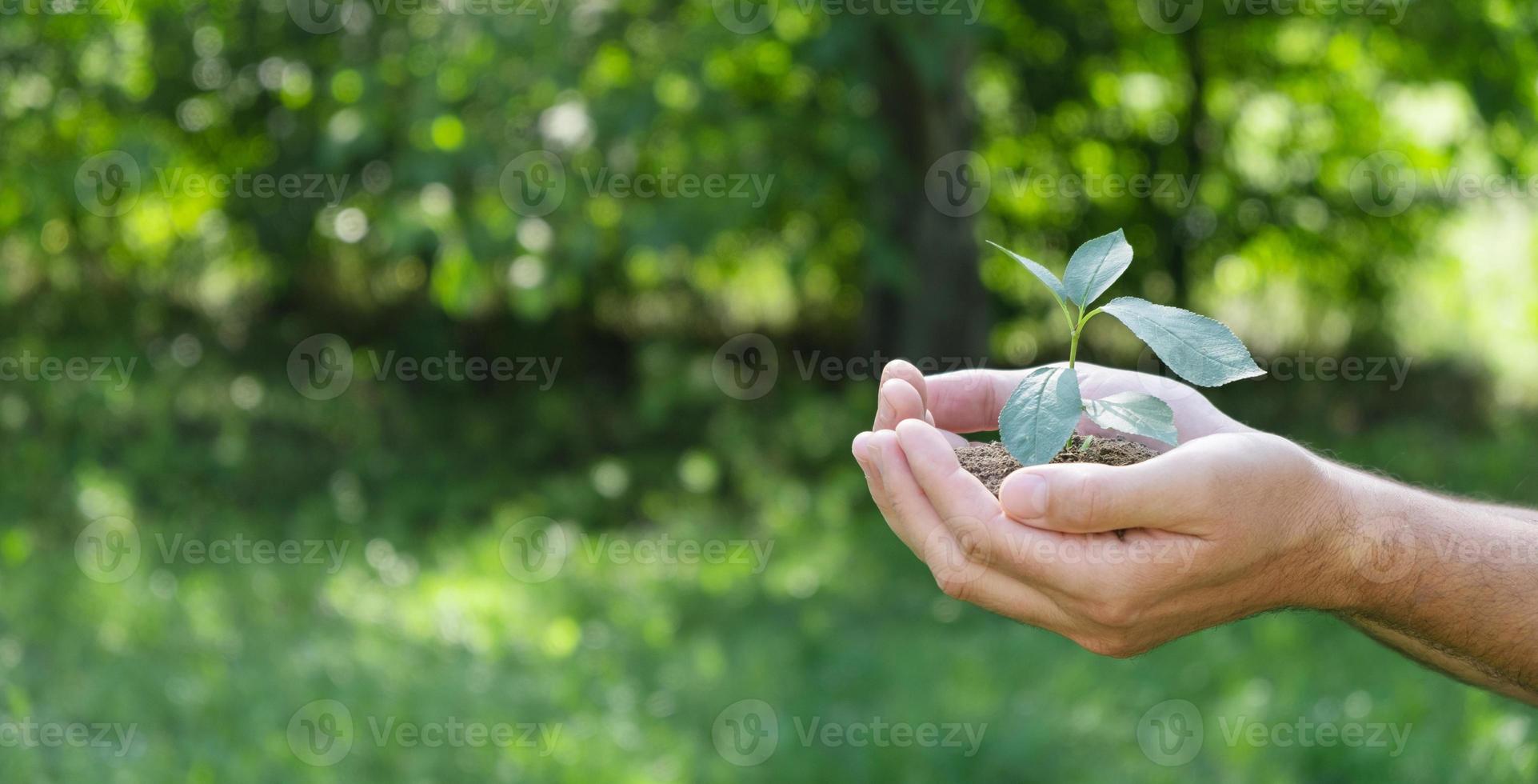 une plante dans les mains sur un fond vert. concept d'écologie et de jardinage. fond de bannière nature photo