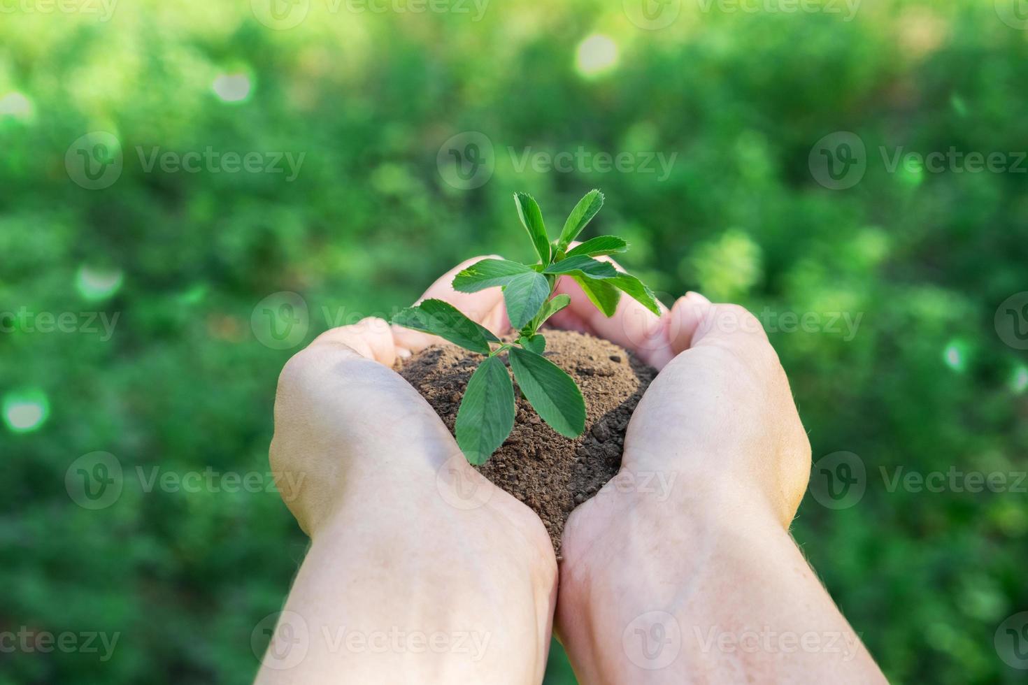 une plante dans les mains sur un fond vert. concept d'écologie et de jardinage. fond naturel photo