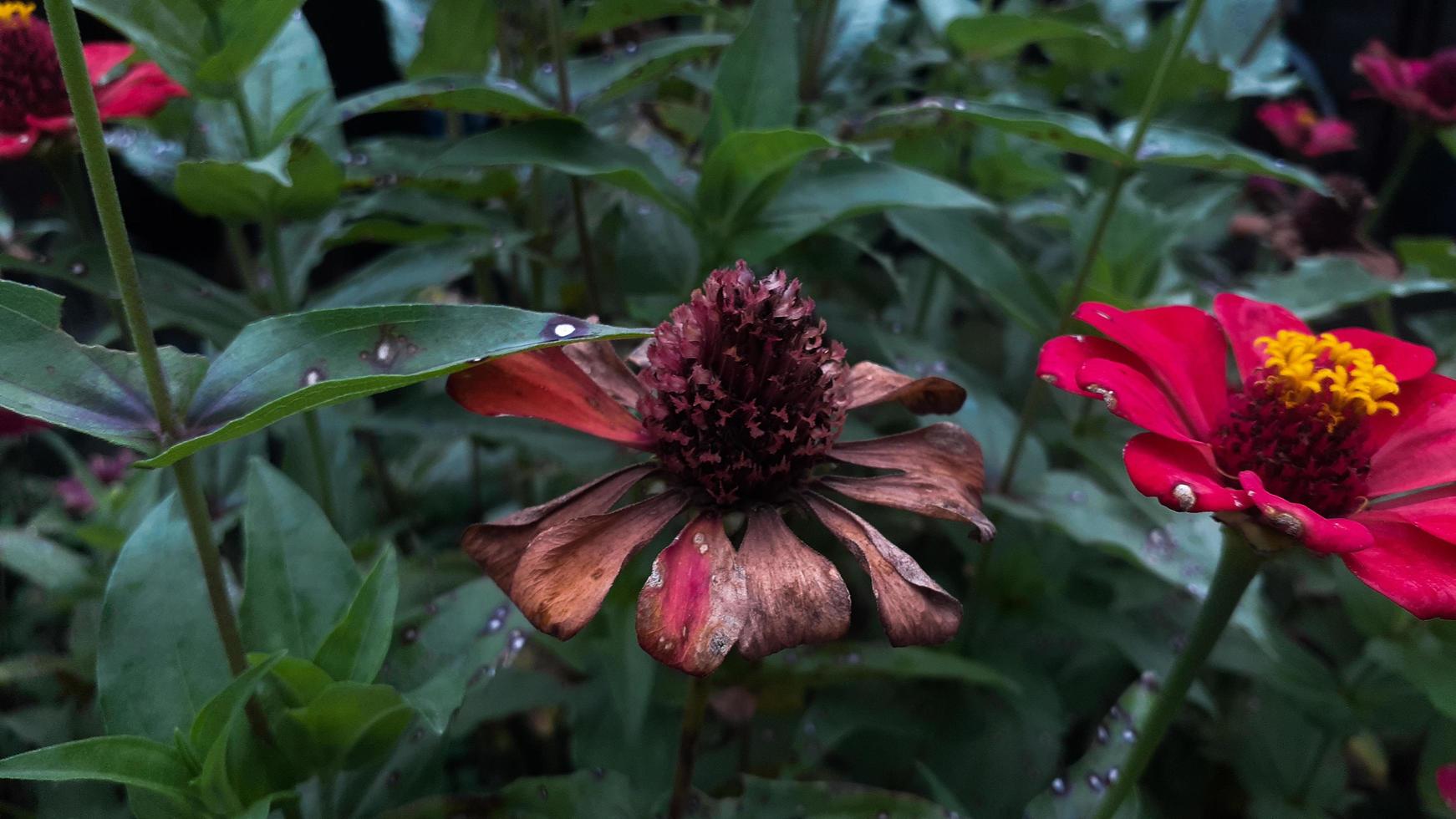 la fleur commune de zinnia elegans ou la fleur rouge colorée dans le jardin commence à se flétrir. photo