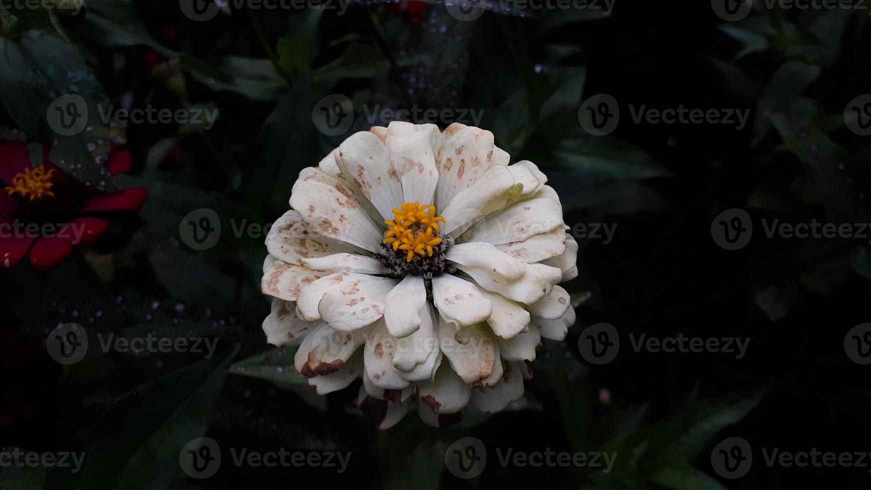 fleur commune de zinnia elegans ou fleur blanche rose et colorée dans le jardin. photo