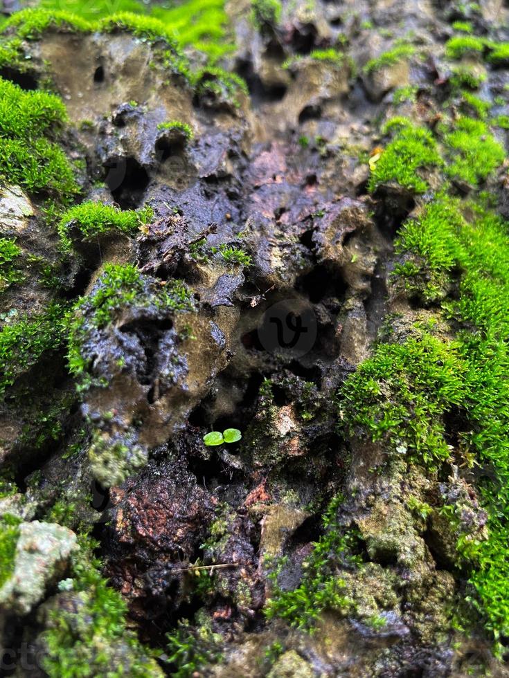 couverture de mousse sur fond d'écorce d'arbre. texture de mousse en gros plan sur la surface de l'arbre. photo