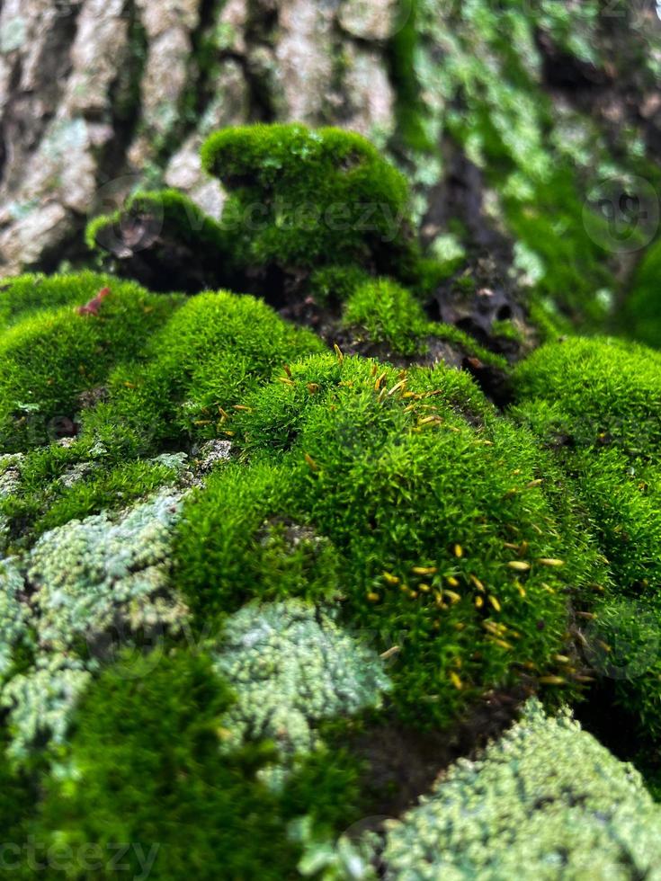 couverture de mousse sur fond d'écorce d'arbre. texture de mousse en gros plan sur la surface de l'arbre. photo