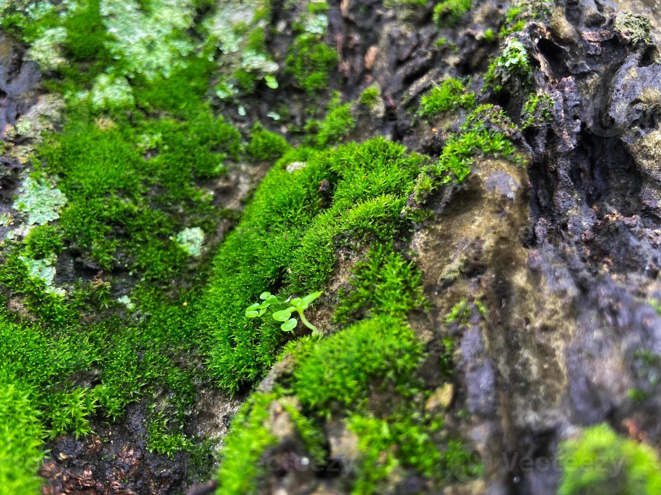 couverture de mousse sur fond d'écorce d'arbre. texture de mousse en gros plan sur la surface de l'arbre. photo