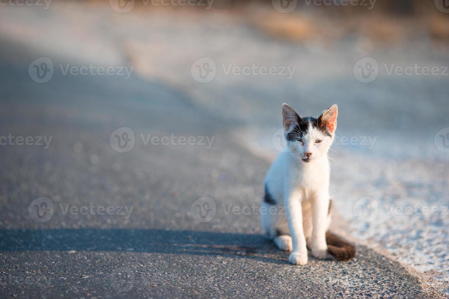 Chat sans abri tricolore sur la route en Grèce photo