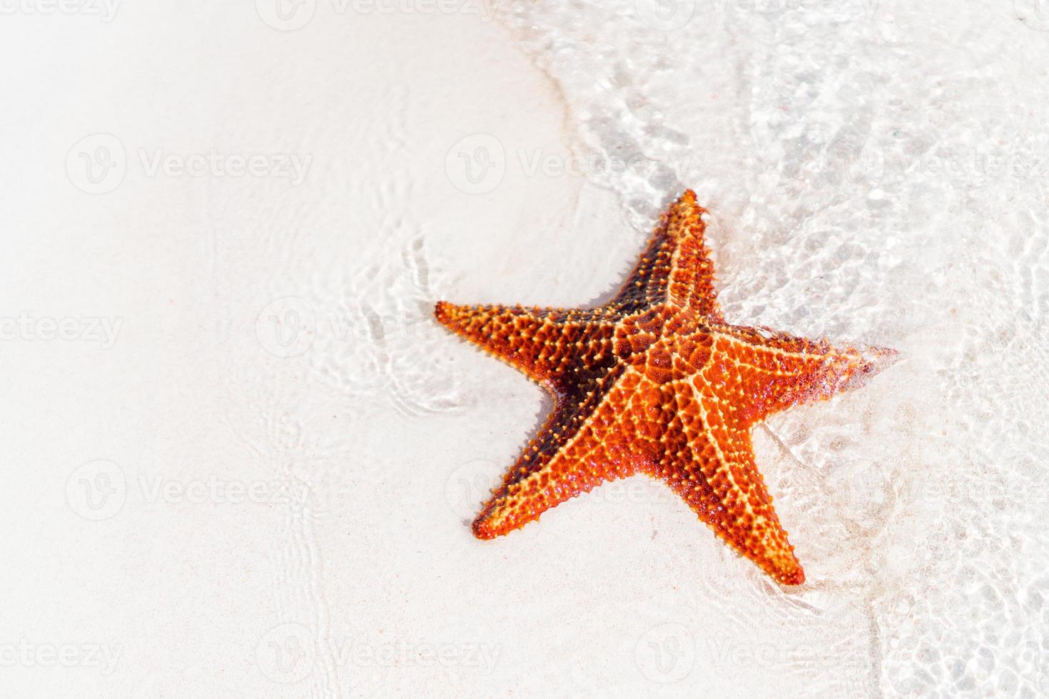 sable blanc tropical avec étoile de mer rouge dans l'eau claire photo