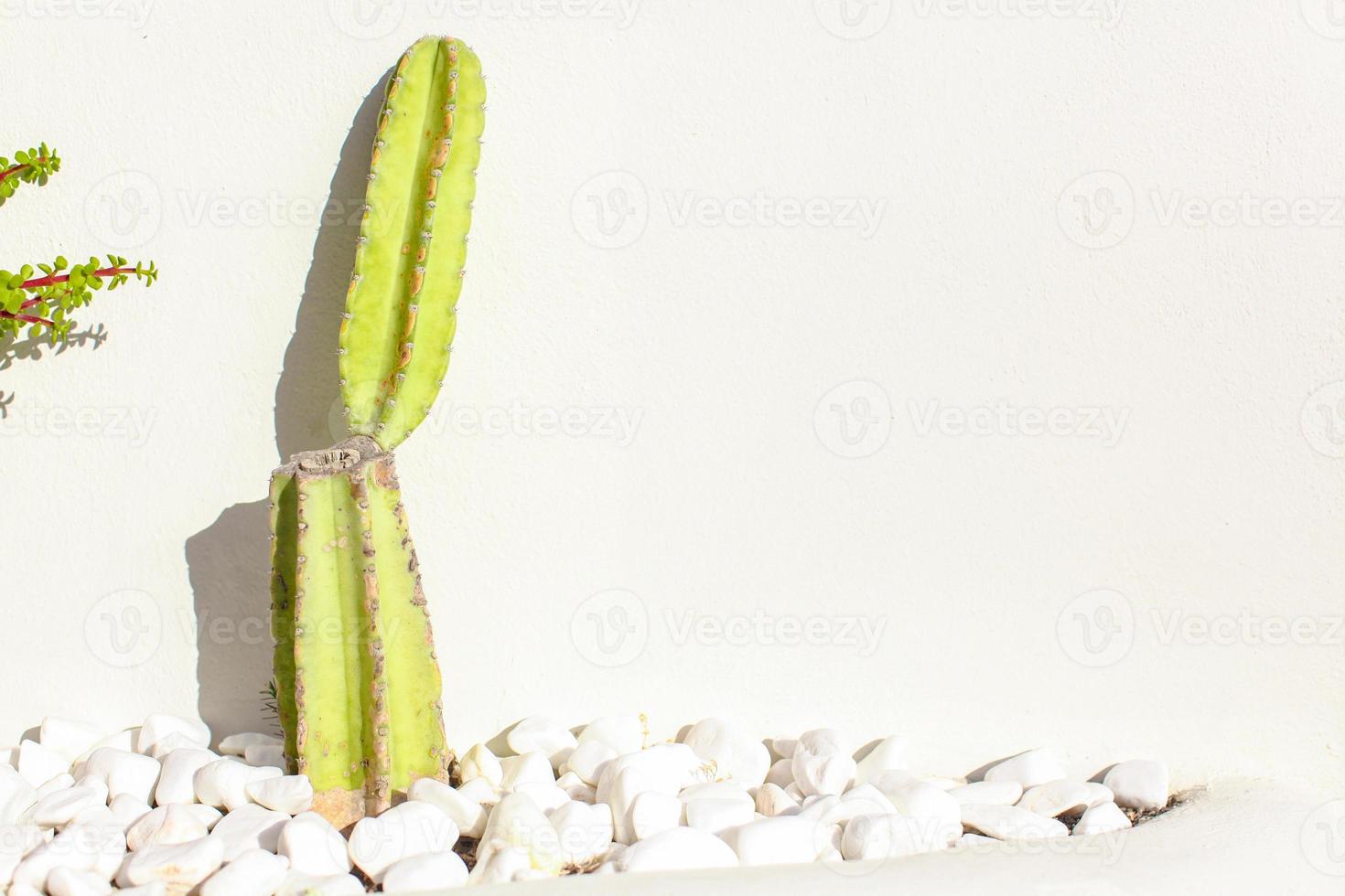 cactus près du mur blanc à santorin, grèce photo