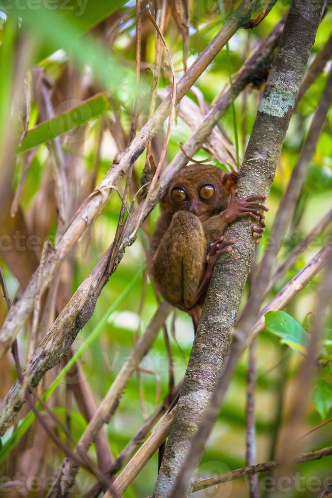 petit tarsier drôle sur l'arbre en milieu naturel à l'île de bohol, philippines photo