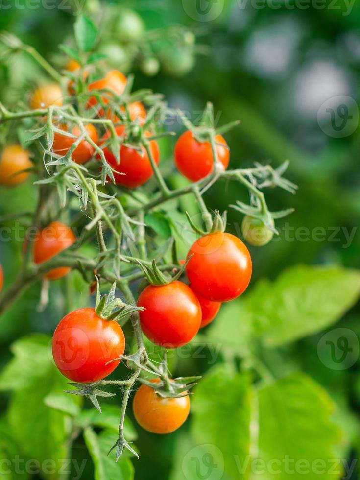 plante de tomate mûre en croissance. bouquet frais de tomates rouges naturelles sur une branche dans un potager biologique. photo