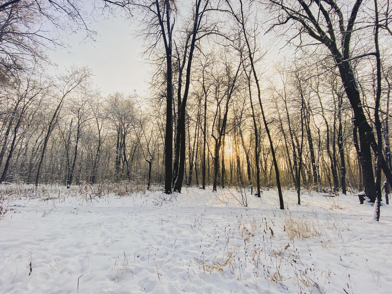 coucher de soleil d'hiver dans un parc couvert de neige. concept de saison et de temps froid photo