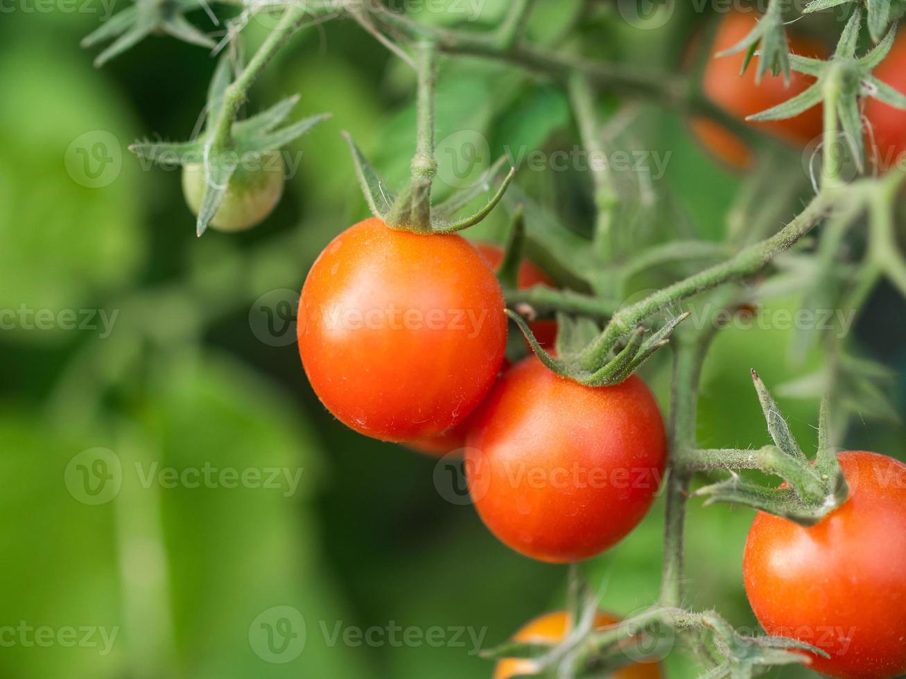 plante de tomate mûre en croissance. bouquet frais de tomates rouges naturelles sur une branche dans un potager biologique. photo