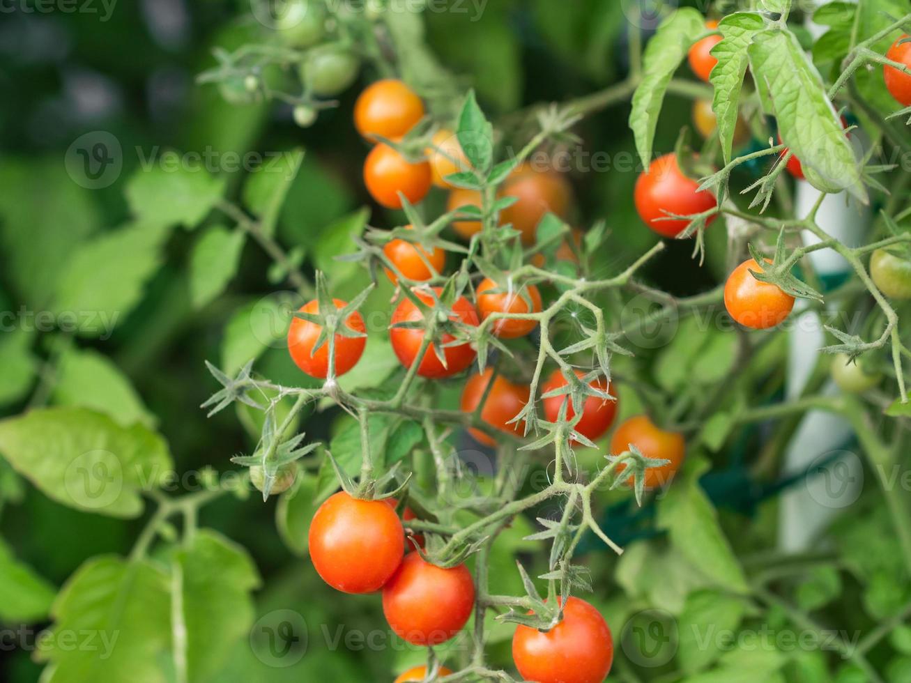 plante de tomate mûre en croissance. bouquet frais de tomates rouges naturelles sur une branche dans un potager biologique. photo