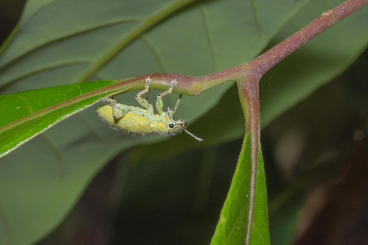 Hypomeces squamosus fabricius sur une feuille photo