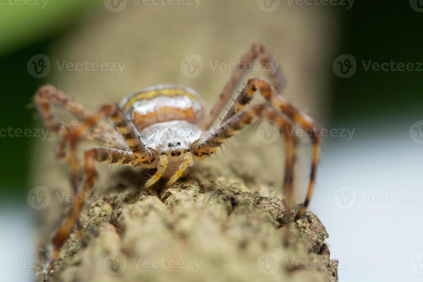 araignée sur l'arbre photo