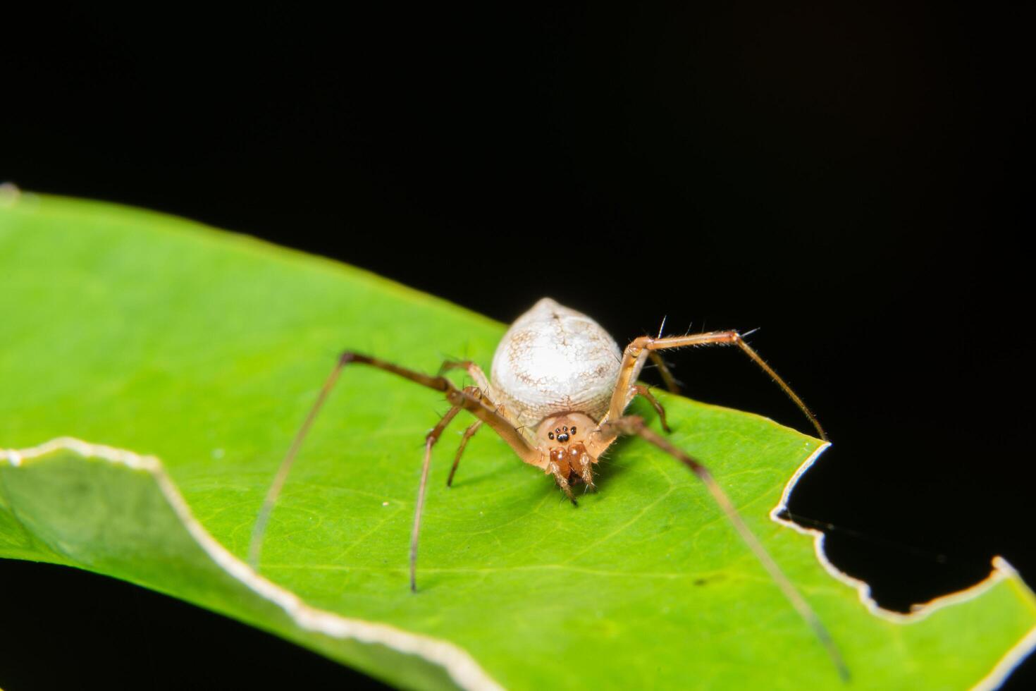 araignée sur une feuille photo