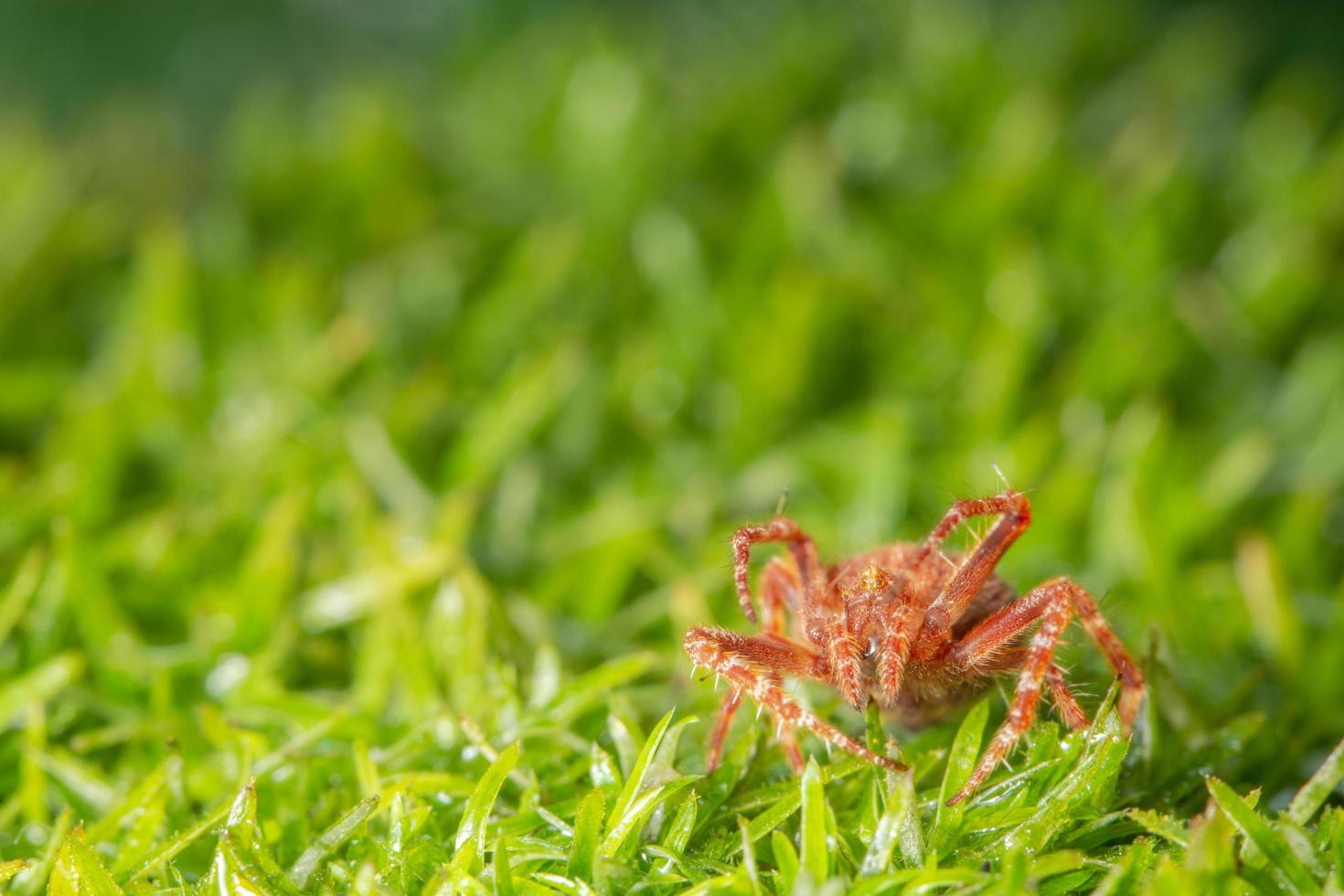 araignée sur l'herbe photo