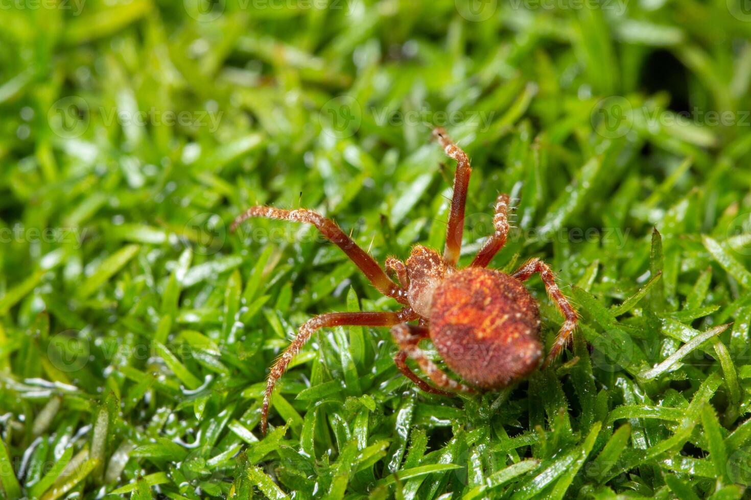 araignée sur l'herbe photo