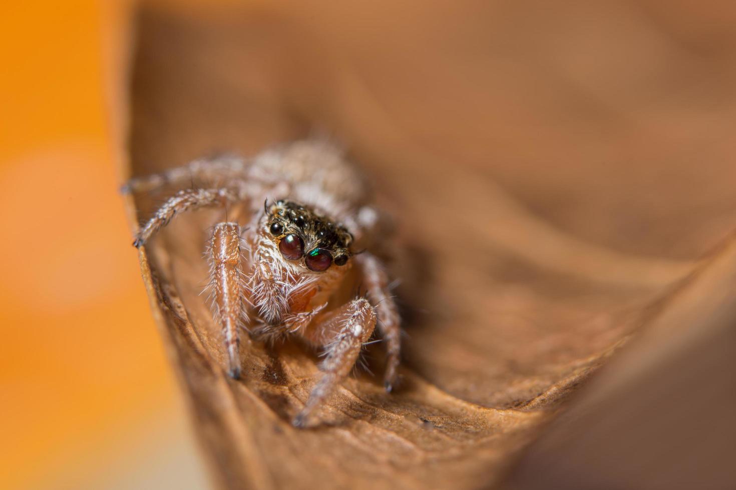 araignée sur une feuille photo