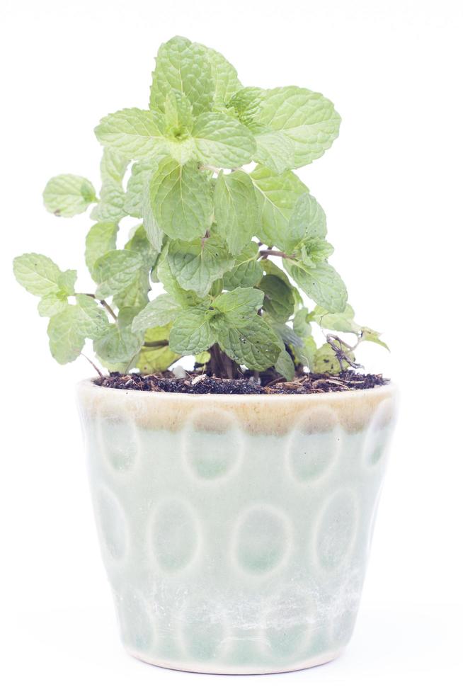 plante verte dans un pot en céramique photo