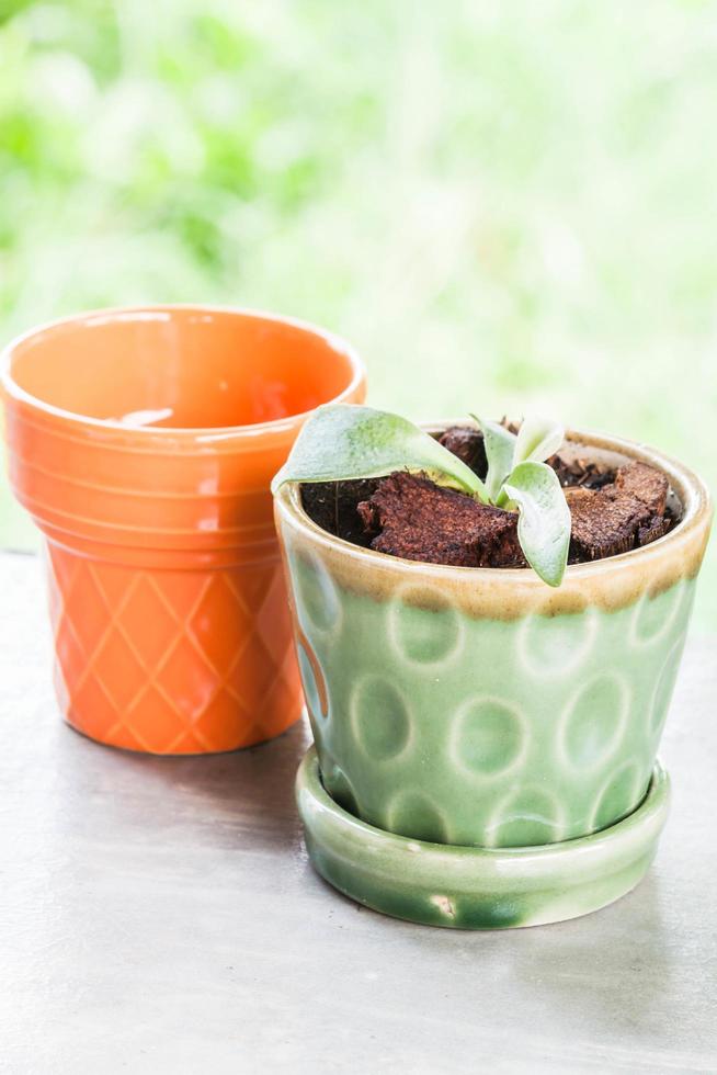 plante en pot avec une tasse orange photo