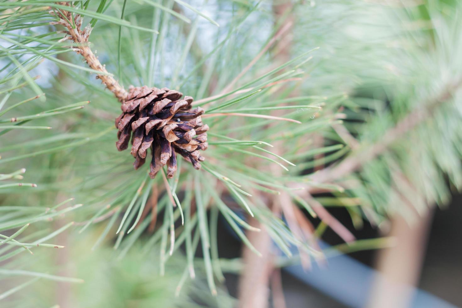 pomme de pin sur une branche photo