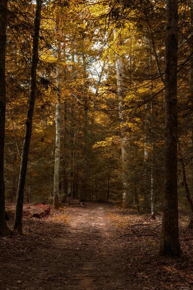 sentier forestier en automne photo
