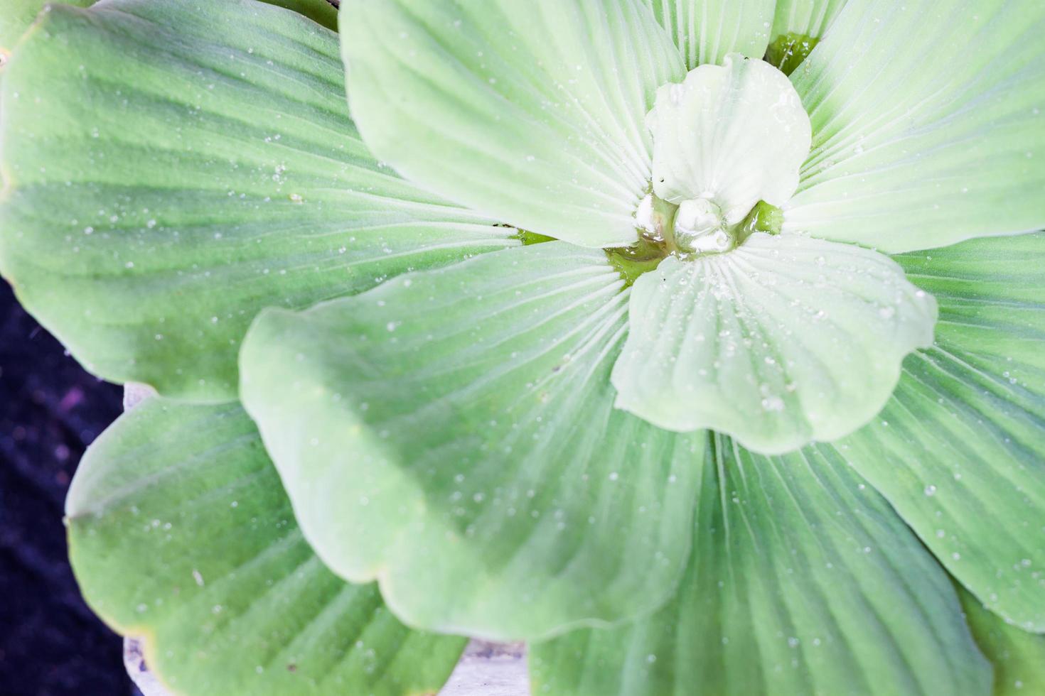 gros plan de feuilles photo