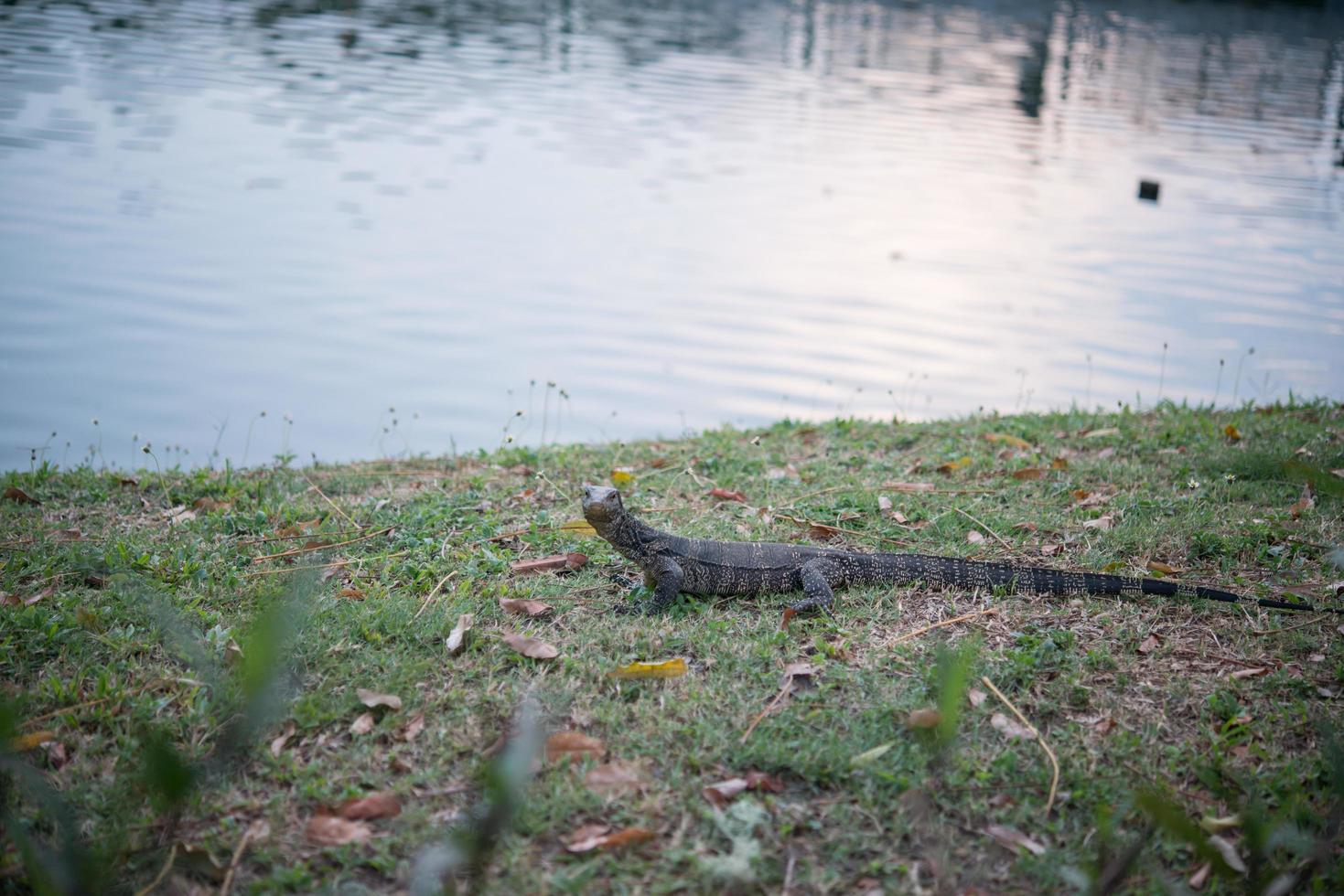 lézard d'eau au parc photo