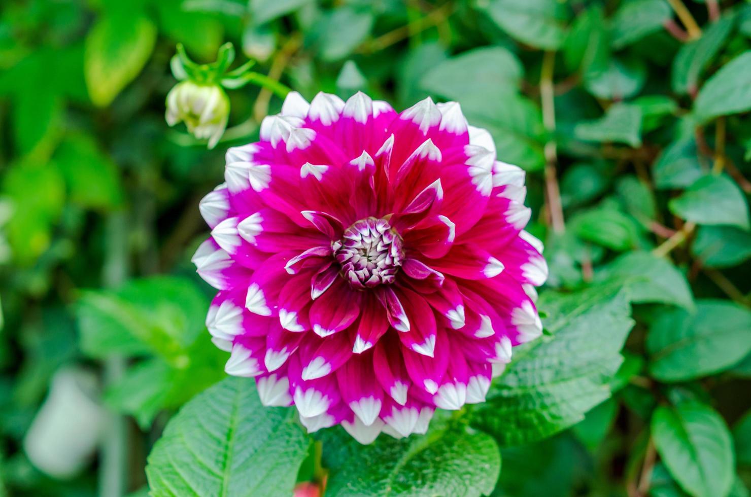 vue de dessus d'un dahlia rose photo